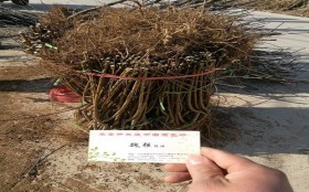冀州中油12号油桃树苗欢迎抢购价格实惠