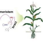 中国农业大学最新Nature Genetics!解析玉米驯化新基因tsh4调控株型穗型发育机制
